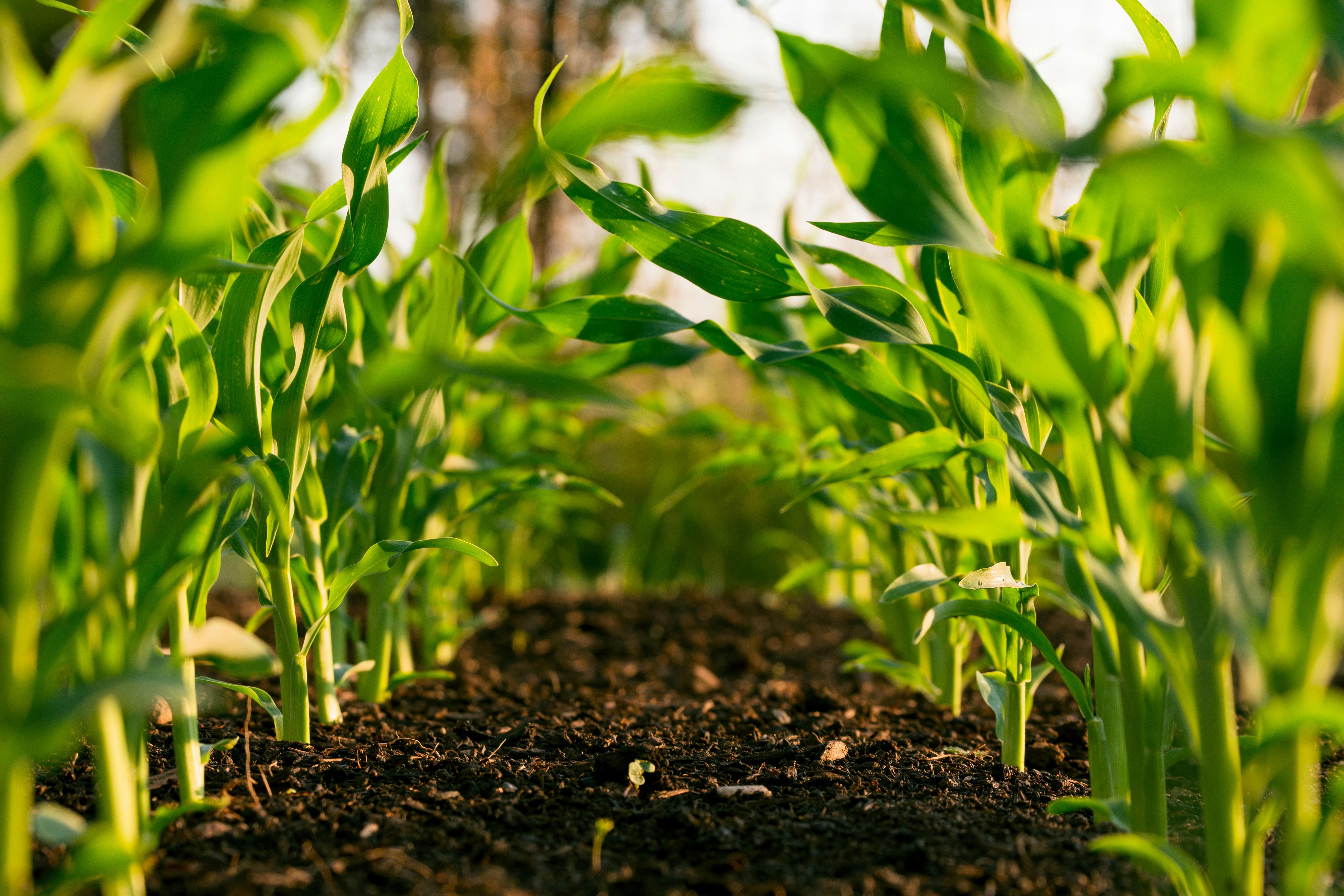 Organic food